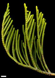 Veronica tetragona subsp. tetragona. Sprig. Scale = 10 mm.
 Image: M.J. Bayly & A.V. Kellow © Te Papa CC-BY-NC 3.0 NZ